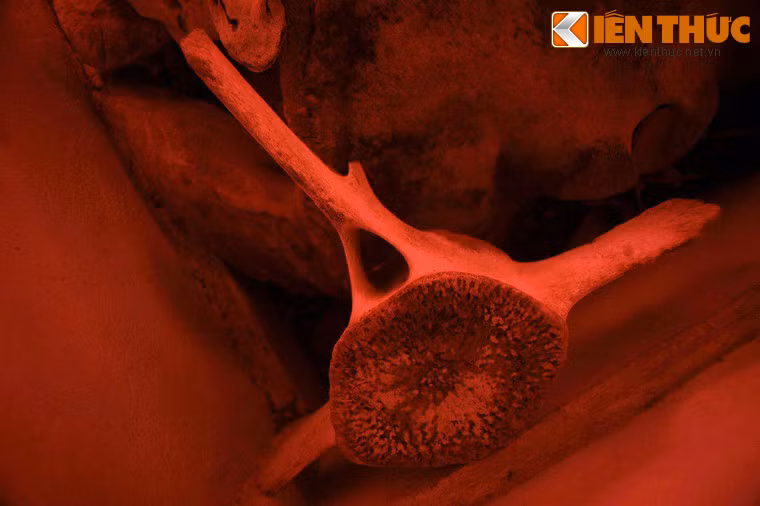 Tục thờ cá Ông là một tín ngưỡng dân gian vùng duyên hải miền Trung và miền Nam Việt Nam, trải dài từ Thanh Hóa vào tận Bến Tre.