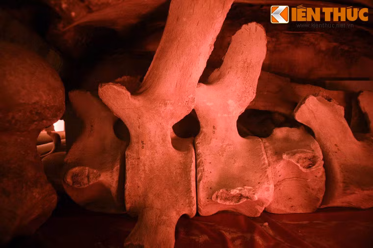 Bộ xương này thuộc về một cá Ông khổng lồ trôi dạt vào bãi biển Tầm Dương, được ngư dân Vũng Tàu đem về thờ cách nay hơn 100 năm.