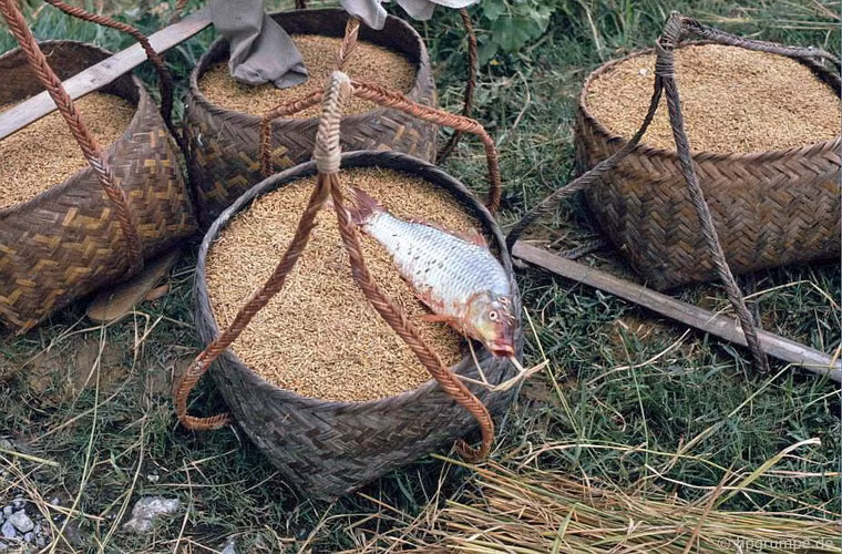 Một chú cá chép được đánh bắt dưới ruộng.