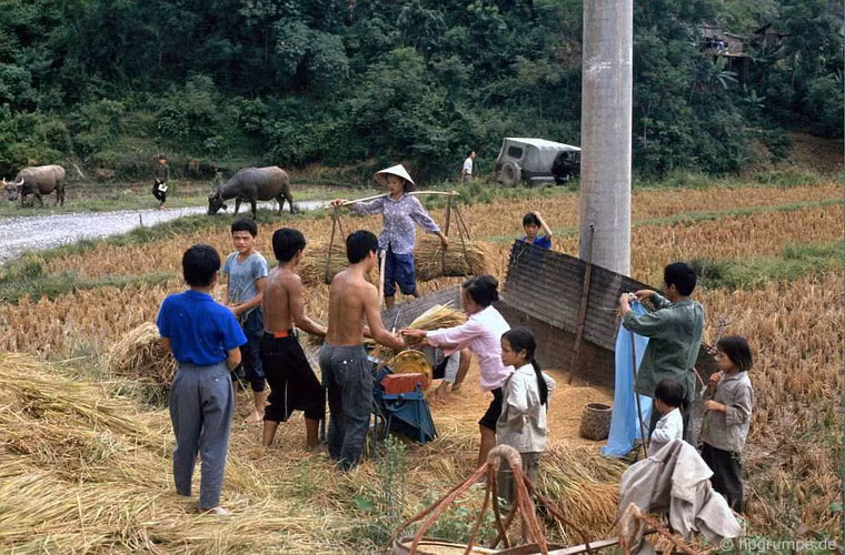 Rất nhiều trẻ em cũng tham gia lao động.
