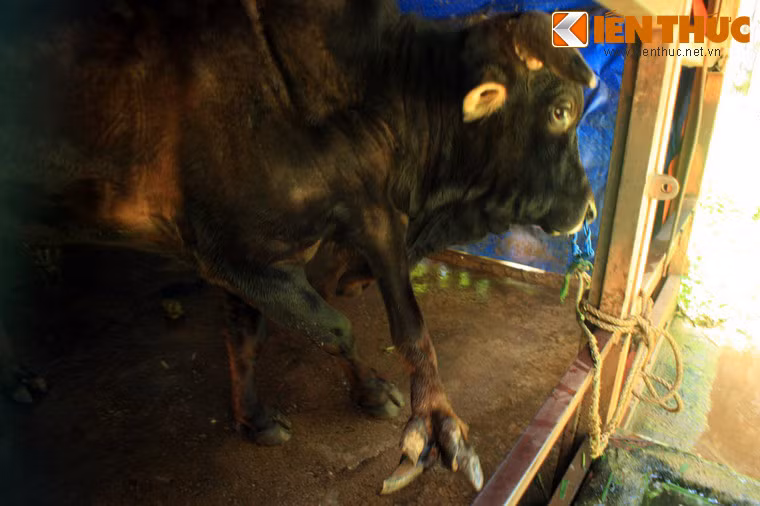 Bò có chân thứ 5 mọc ra từ cổ, đến từ TP Việt Trì, Phú Thọ.