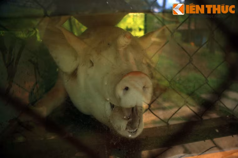 Lợn mọc sừng, Di Linh, Lâm Đồng.