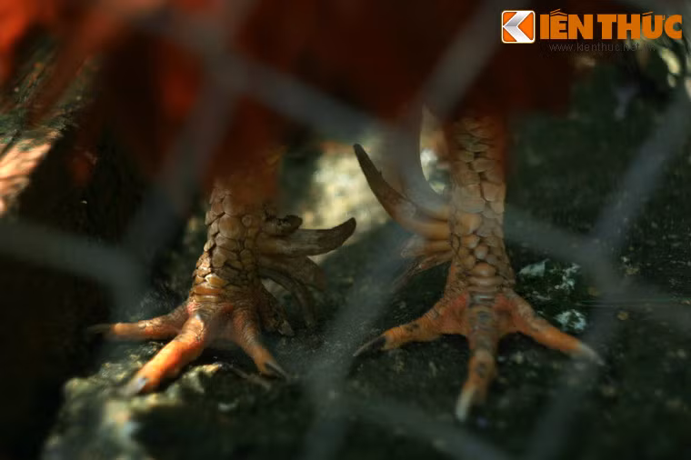 Giống gà 9 cựa nổi tiếng của Phú Thọ.