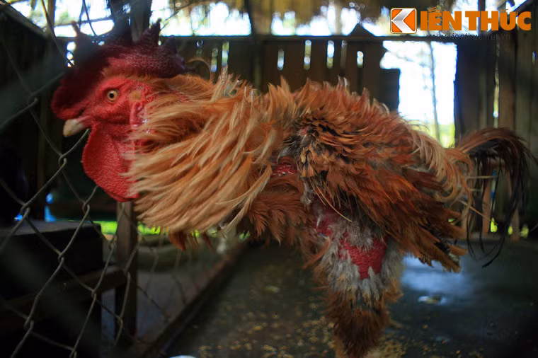 Gà có lông mọc ngược.