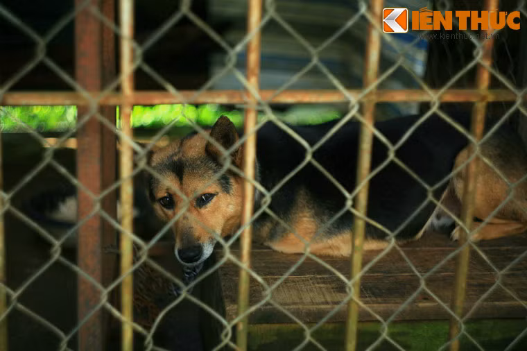 Một chú mèo và khoảng 5,6 chú chó có 3 chân cũng bị trưng bày ở đây.