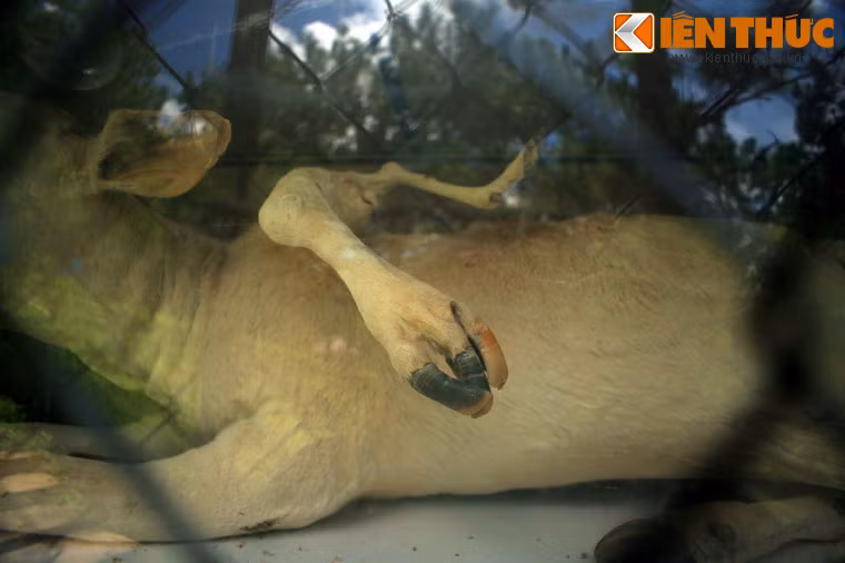 Bò 6 chân, huyện Tây Sơn, Bình Định.