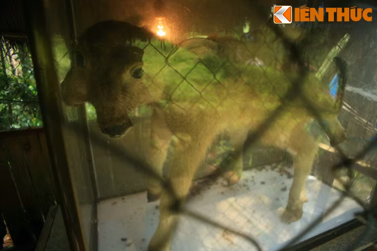 Nghé 2 đầu 7 chân của huyện Tây Sơn, Bình Định.