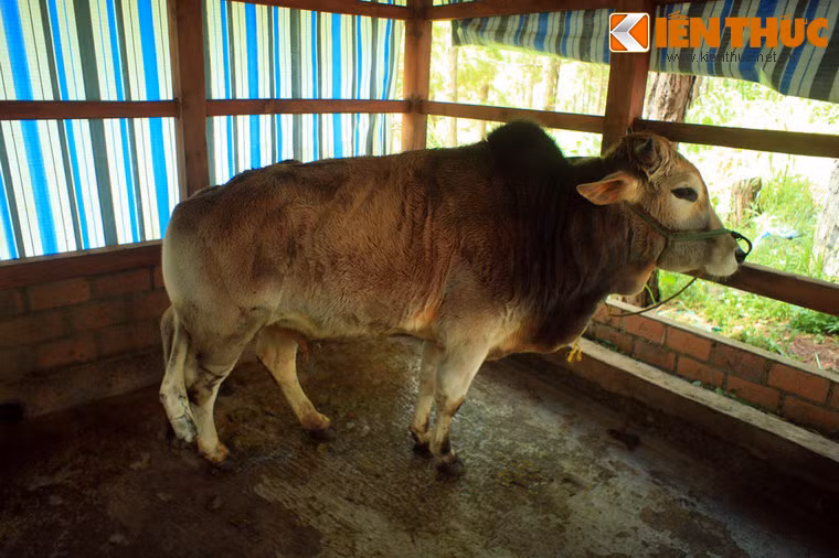 Một chú bò 5 chân khác của huyện Mai Sơn, Sơn La.