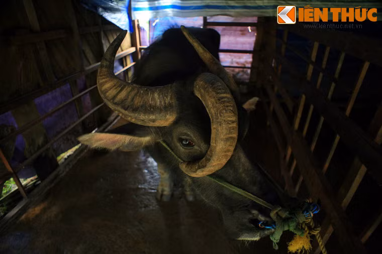 Trâu 3 sừng rất "ngầu", có nguyên quán ở huyện Thạch Thành, Thanh Hóa.