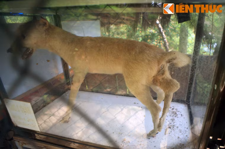 Chó 5 chân, Lấp Vò, Đồng Tháp.