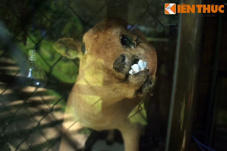 Bê 3 mắt, 2 mồm, Nghĩa Đàn, Nghệ An.