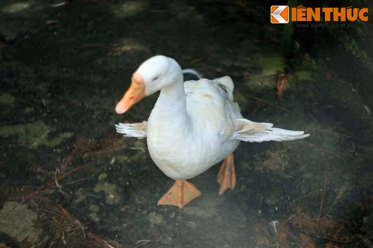 Ngỗng 4 cánh, với 2 cách phụ xòe ra như chiếc máy bay, cũng đến từ Sơn La.