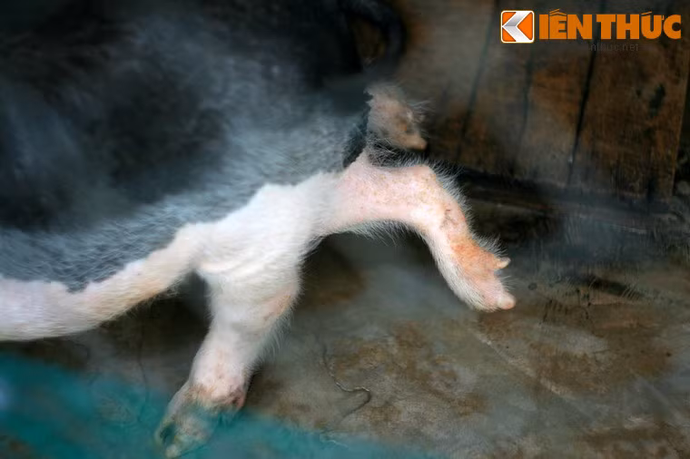 Lợn 6 chân, 2 bộ phận sinh dục, sưu tập tại huyện Phù Mỹ, Bình Định.