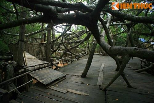 Các đoạn cầu kết nối với sàn nghỉ, nhà hàng gia công bằng gỗ nằm trên cây tạo thành một hệ thống hoàn chỉnh.