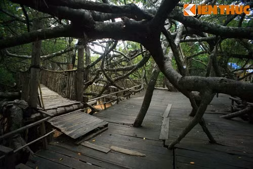 Các đoạn cầu kết nối với sàn nghỉ, nhà hàng gia công bằng gỗ nằm trên cây tạo thành một hệ thống hoàn chỉnh.