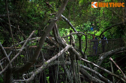 Tán cây bao trùm một diện tích tới trên một ha đất với nhiều đoạn rễ phụ tạo nên những hình thù rất lạ mắt.