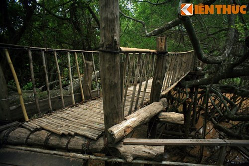 "Trụ cột" chính của cầu là một bụi gừa cổ thụ khổng lồ hàng trăm năm tuổi mọc bên bờ sông.