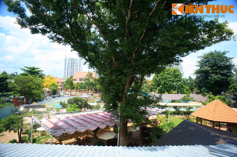 Sức sống của Kơ nia bền bỉ tới mức vào thời chiến tranh Mỹ rải hàng triệu lít thuốc khai quang lên dãy Trường Sơn, khiến núi rừng trở nên trơ trụi, thế nhưng những cây Kơ nia vẫn xanh tươi giữa trời.