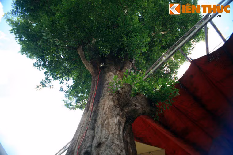 Cây Kơ nia có rất nhiều công dụng khác nhau. Gỗ của cây được dùng để đốt lấy than chất lượng cao, quả và nhân hạt ăn được, tinh dầu trong hạt có giá trong công nghiệp chế biến thực phẩm, xà phòng, vỏ cây được dùng làm thuốc... Do số lượng còn rất ít nên loài cây này đã được đưa vào Sách Đỏ Việt Nam.