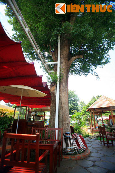 Được ví với tính cách và sức sống Tây Nguyên, Kơ nia có dáng đứng kiêu dũng và độc lập (chỉ mọc đơn lẻ) và sức sống vô cùng mãnh liệt: chịu hạn hán rất tốt, xanh tươi quanh năm. Khi bị chặt, chồi Kơ nia nhú lên mạnh mẽ.