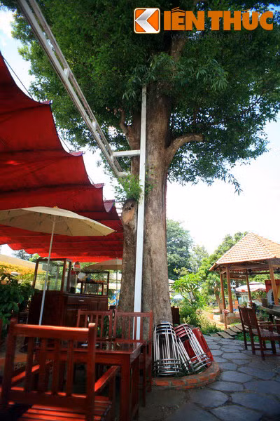 Được ví với tính cách và sức sống Tây Nguyên, Kơ nia có dáng đứng kiêu dũng và độc lập (chỉ mọc đơn lẻ) và sức sống vô cùng mãnh liệt: chịu hạn hán rất tốt, xanh tươi quanh năm. Khi bị chặt, chồi Kơ nia nhú lên mạnh mẽ.