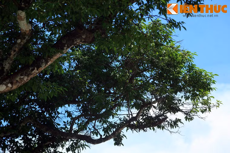 Nếu như trong bài thơ "Bóng cây Kơ nia", loài cây này được mô tả với bộ rễ “dài nhất thế gian” qua câu thơ “Mẹ hỏi cây Kơ nia: - Rễ mày uống nước đâu?- Uống nước nguồn miền Bắc”, thì ngoài đời thực Kơ nia cũng sở hữu một bộ rễ dài hiếm thấy, với chiều dài bằng độ cao thân cây, từ 15 đến 30m.