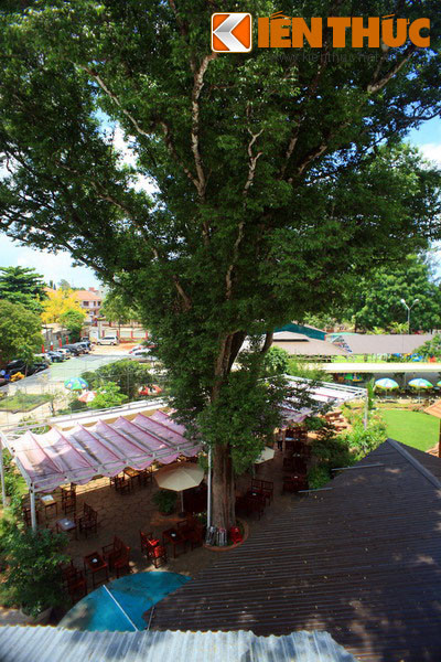 Cây Kơ nia mọc ở nhiều địa phương khác nhau của Việt Nam nhưng chỉ ở Tây Nguyên loài cây này mới được tôn kính đặc biệt. Đồng bào dân tộc Tây Nguyên coi cây Kơ nia là nơi trú ngụ của thần thánh, các vong linh người đã khuất nên không bao giờ xâm phạm, chặt phá chúng.