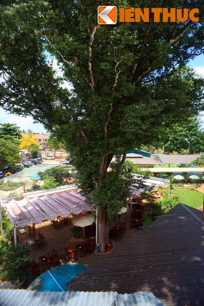 Cây Kơ nia mọc ở nhiều địa phương khác nhau của Việt Nam nhưng chỉ ở Tây Nguyên loài cây này mới được tôn kính đặc biệt. Đồng bào dân tộc Tây Nguyên coi cây Kơ nia là nơi trú ngụ của thần thánh, các vong linh người đã khuất nên không bao giờ xâm phạm, chặt phá chúng.