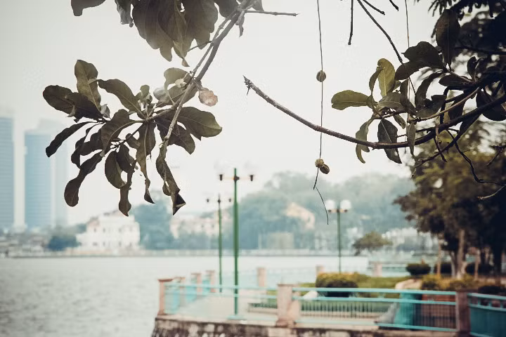 Khung cảnh Hồ Tây mờ ảo trong làn sương trắng, chỉ còn nổi lên màu lá úa cũ kỹ. Ảnh: Tú Anh.