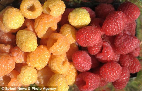 Các chuyên gia tại Trung tâm Nghiên cứu East Malling ở Kent (Anh) đã sử dụng các kỹ thuật thụ phấn chéo tự nhiên giữa giống mâm xôi đỏ với mâm xôi vàng để tạo ra loại quả màu cam hoàn hảo.