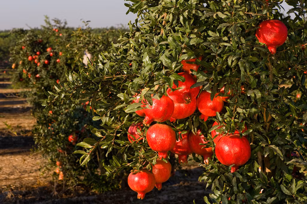 Cây lựu còn là một loại cây sống lâu, có thể sống hàng trăm năm. Lựu ưa nóng, chịu hạn tốt, không đòi hỏi đất tốt, do đó phân bố rất rộng.