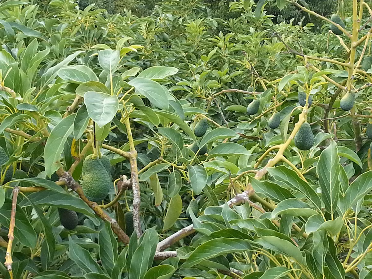 Cây bơ ra nhiều đợt hoa, vì vậy, chủ vườn nên thu hoạch từ 2 – 4 đợt quả để đảm bảo chất lượng.