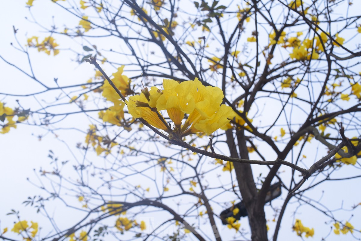 Ruc ro sac vang duong hoa phong linh tai Ha Noi-Hinh-4