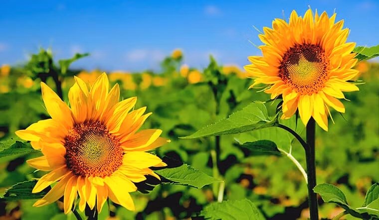 Tai sao hoa huong duong quay theo huong mat troi?