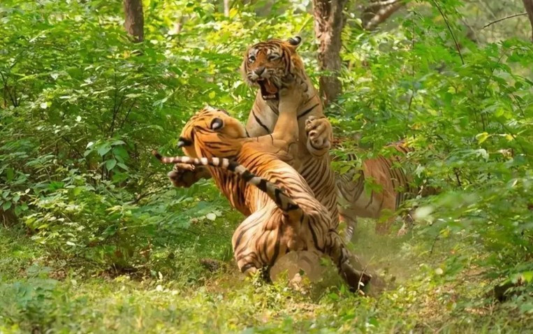 Tai sao dong vat duc lai chien dau quyet liet de giao phoi?