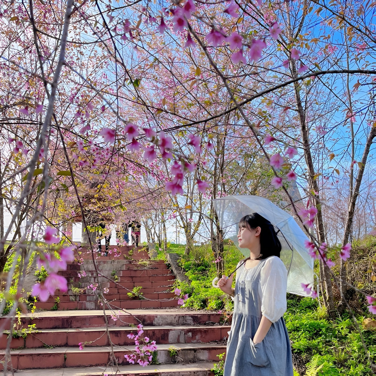 Vào dịp hoa đào nở rộ, mỗi ngày có hàng nghìn lượt du khách đến thị trấn Măng Đen (cách thành phố Kon Tum khoảng 60km) để ngắm hoa đào và săn ảnh.