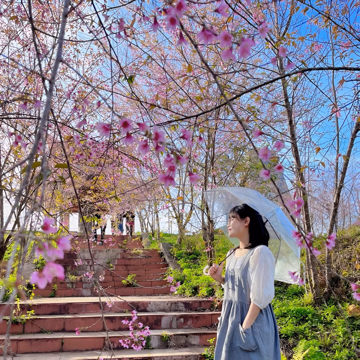 Vào dịp hoa đào nở rộ, mỗi ngày có hàng nghìn lượt du khách đến thị trấn Măng Đen (cách thành phố Kon Tum khoảng 60km) để ngắm hoa đào và săn ảnh.