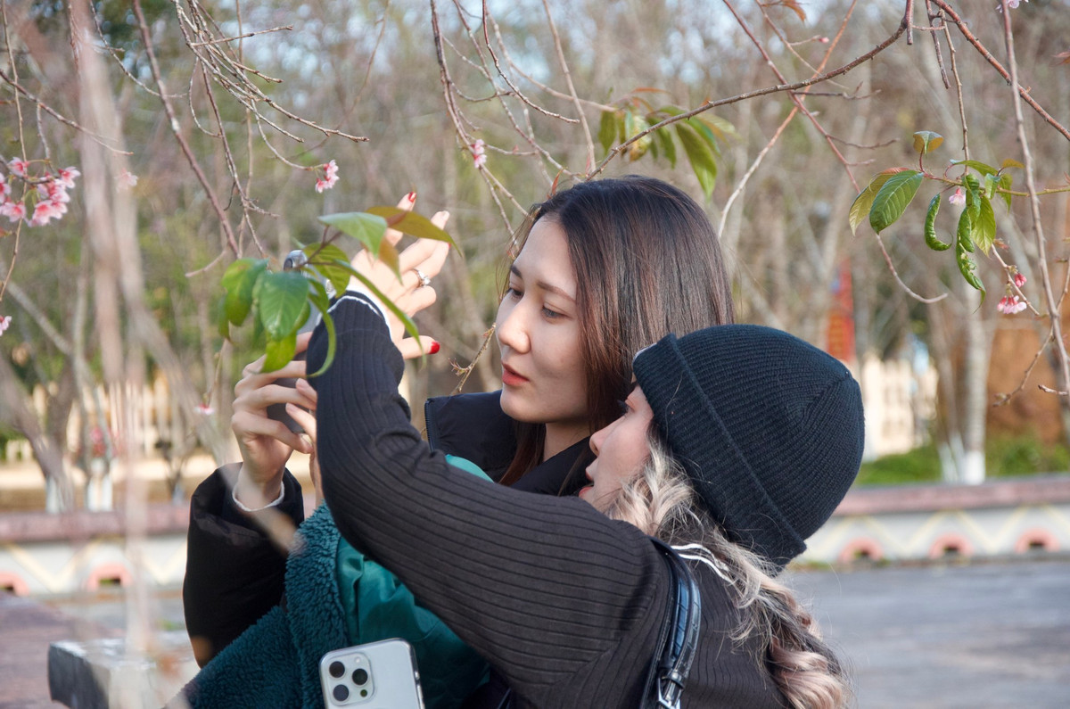 Nhiều du khách đến Măng Đen cho hay, hoa đào ở nơi đây có màu đậm, bông to hơn; đặc biệt là mùi thơm của hoa.