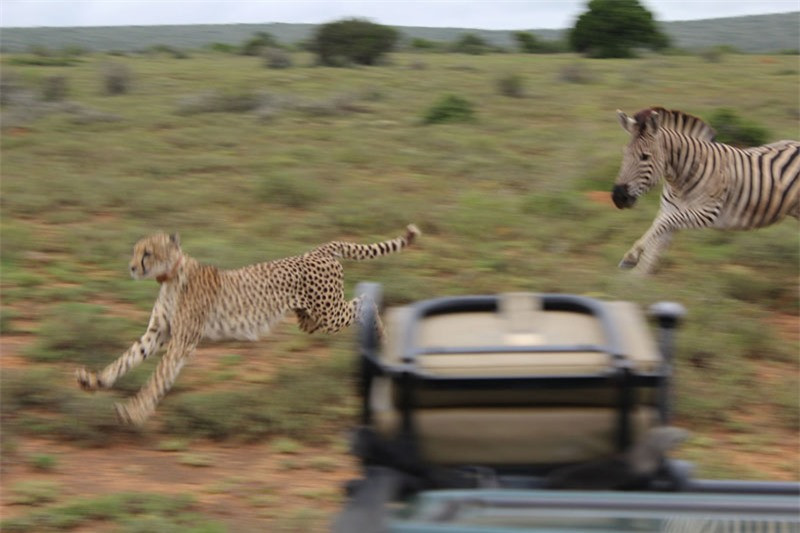 Clip: Ngựa vằn “nổi điên” tấn công báo săn ảnh 1