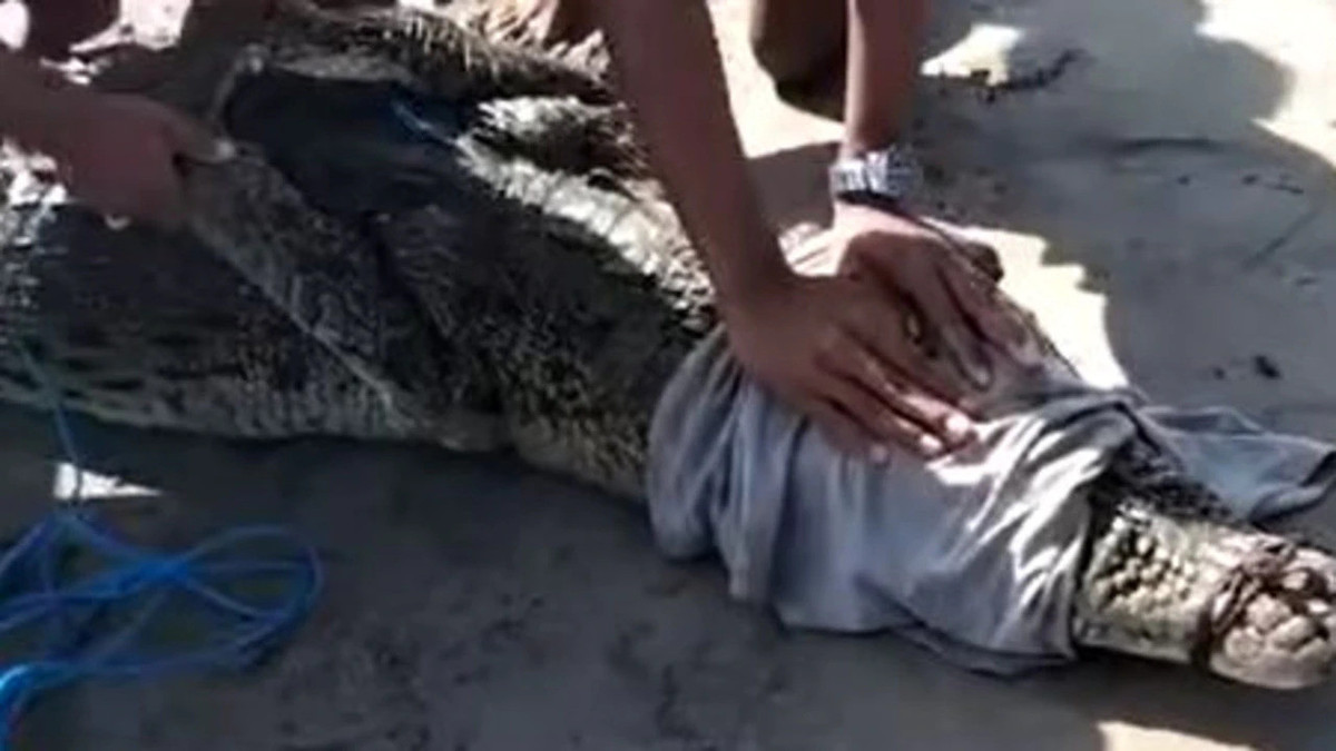 Ca sau hon 3 met dat vao bai bien chat kin du khach-Hinh-2