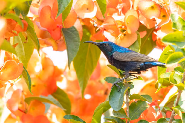 4 con giap van may duoc cai thien, cuoc song de dang, sung tuc