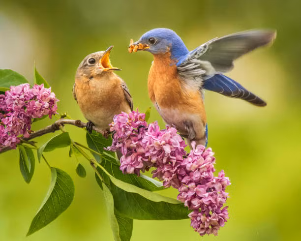4 con giap van may duoc cai thien, cuoc song de dang, sung tuc-Hinh-4
