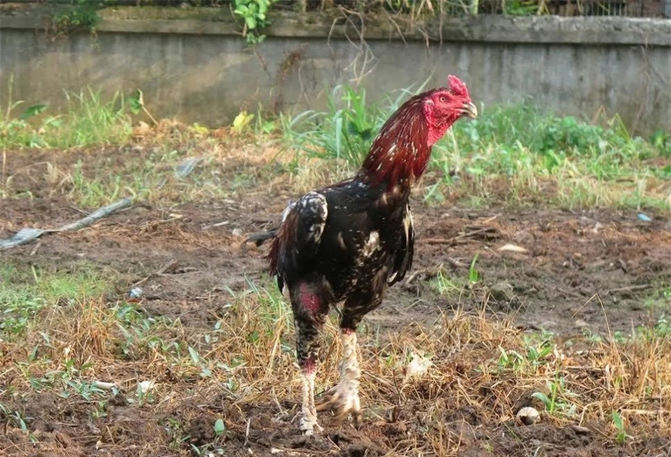 Cap than ke khien dai gia Hung Yen doi o to mua ve-Hinh-3