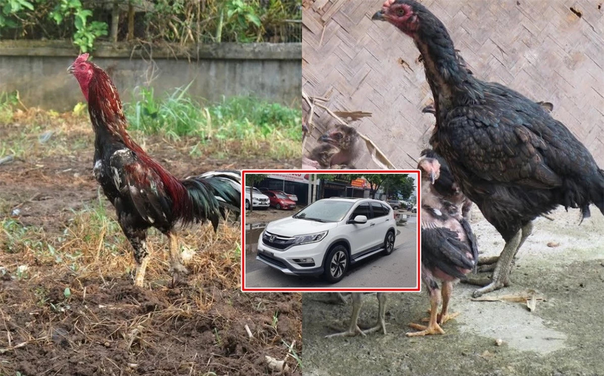 Cap than ke khien dai gia Hung Yen doi o to mua ve