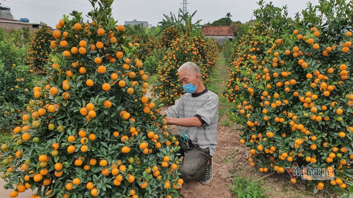 Dao quat Tet nam yen ang, khach huy keo, bo coc ca vuon-Hinh-7