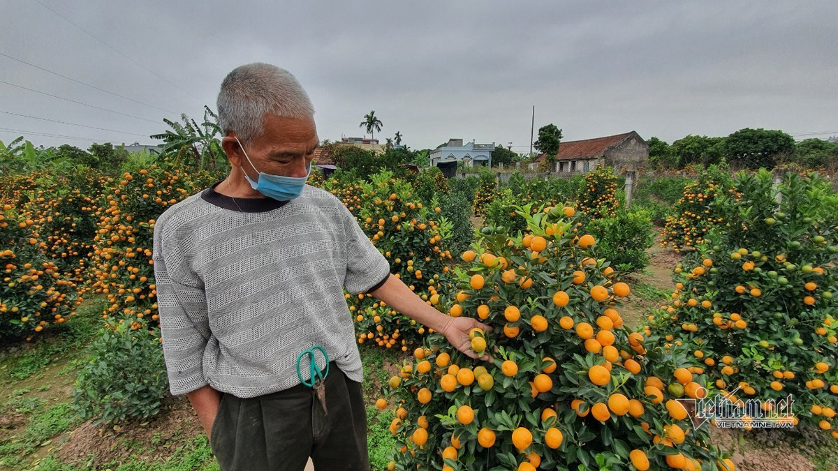Dao quat Tet nam yen ang, khach huy keo, bo coc ca vuon
