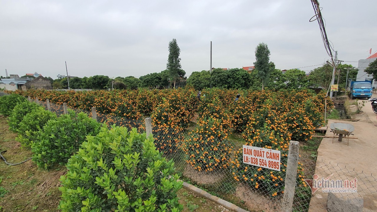 Dao quat Tet nam yen ang, khach huy keo, bo coc ca vuon-Hinh-3