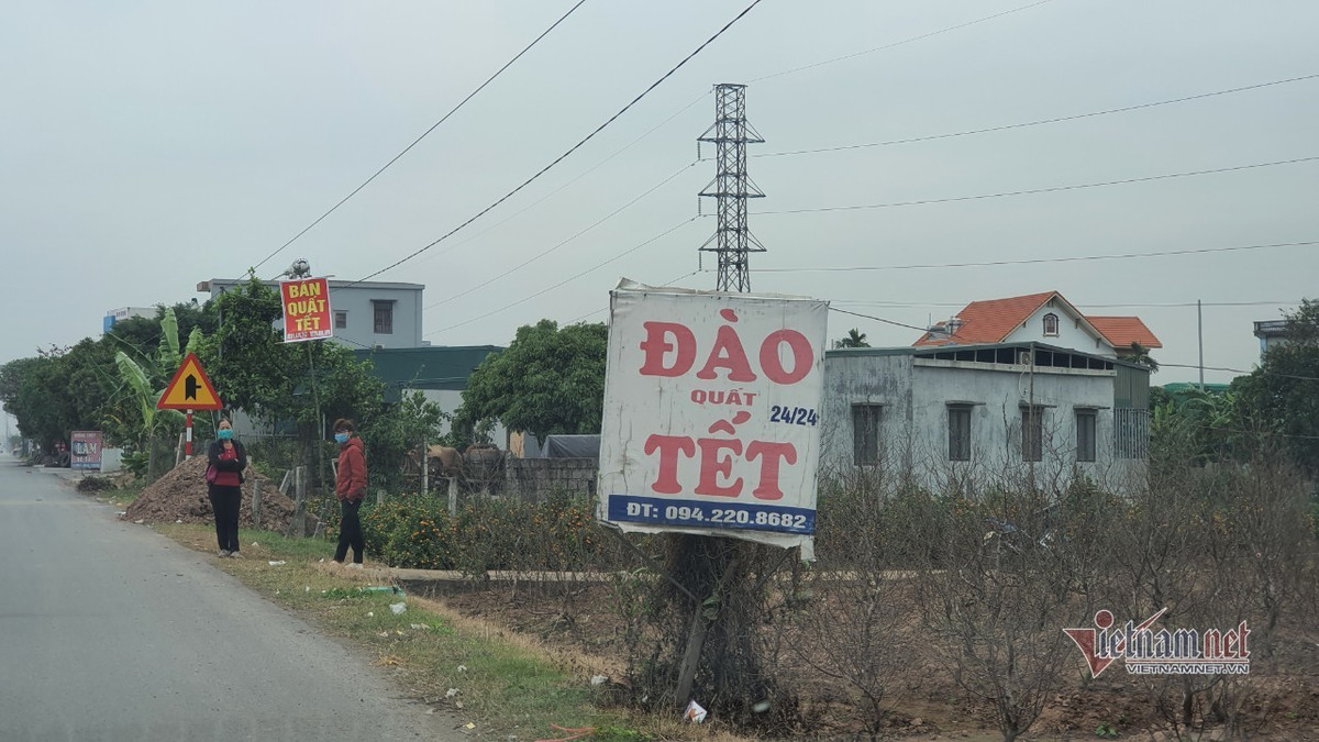 Dao quat Tet nam yen ang, khach huy keo, bo coc ca vuon-Hinh-8