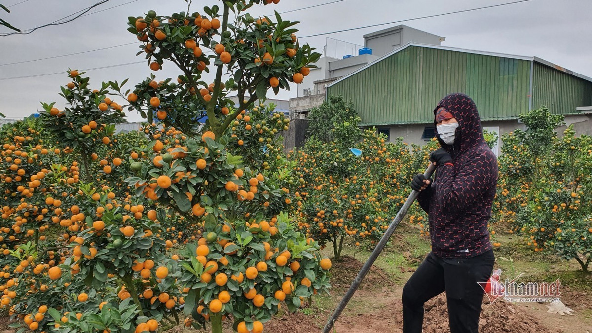 Dao quat Tet nam yen ang, khach huy keo, bo coc ca vuon-Hinh-4