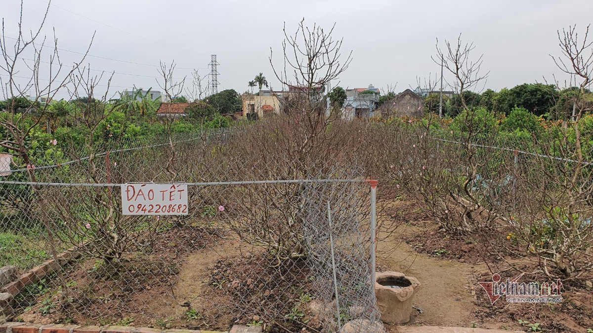 Dao quat Tet nam yen ang, khach huy keo, bo coc ca vuon-Hinh-9